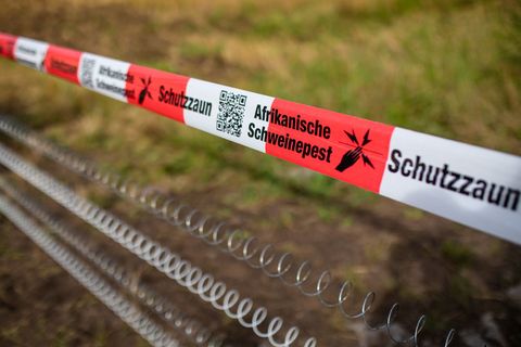 Die provisorischen Schutzzäune sollen entlang der A60 bei Mainz ersetzt werden. (Archivbild) Foto: Christoph Schmidt/dpa