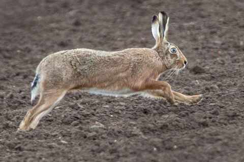 Hessens Jagdministerium warnt Spaziergänger angesichts der Hasenpest davor, Feldhasen zu berühren. (Symbolbild) Foto: picture al