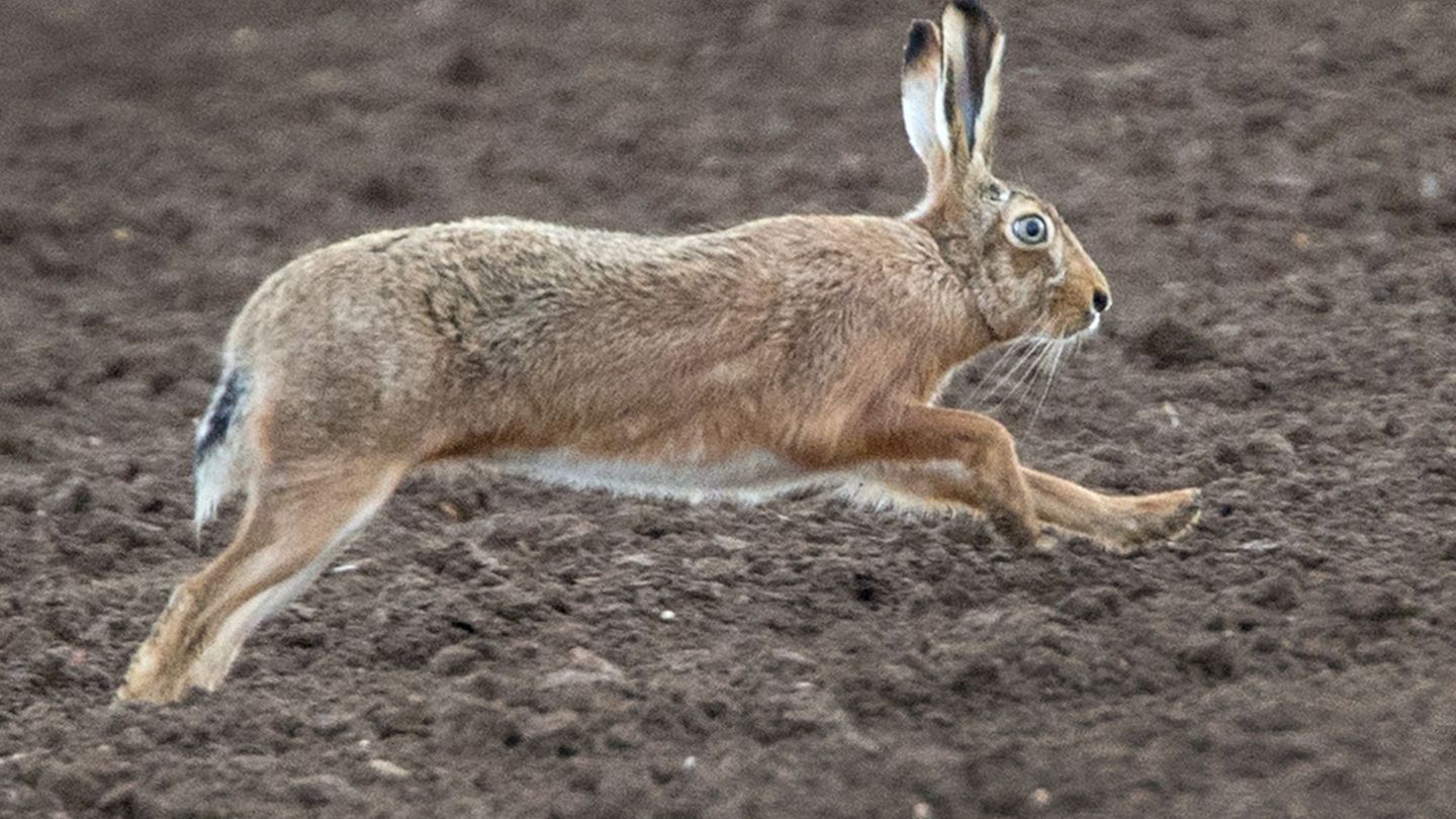 Hessens Jagdministerium warnt Spaziergänger angesichts der Hasenpest davor, Feldhasen zu berühren. (Symbolbild) Foto: picture al