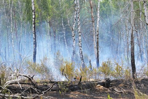 In der ersten Juli-Woche brach auf dem ehemaligen Truppenübungsplatz bei Jüterbog ein Waldbrand aus. (Archivbild) Foto: Michael