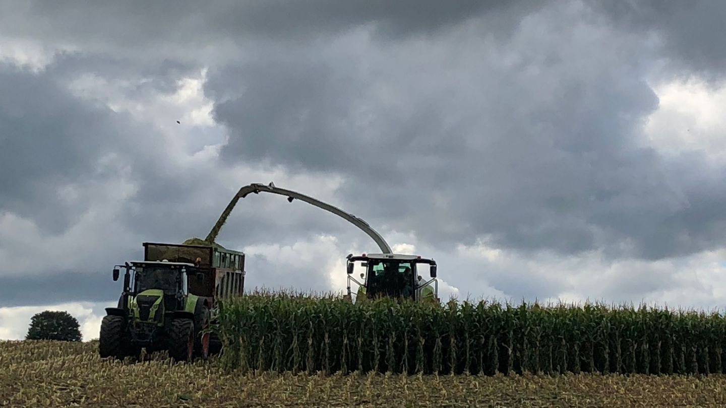 Landwirte nutzen Maishäcksler, um schnell größere Mengen Mais zu ernten. (Symbolbild) Foto: Kathrin Zeilmann/dpa