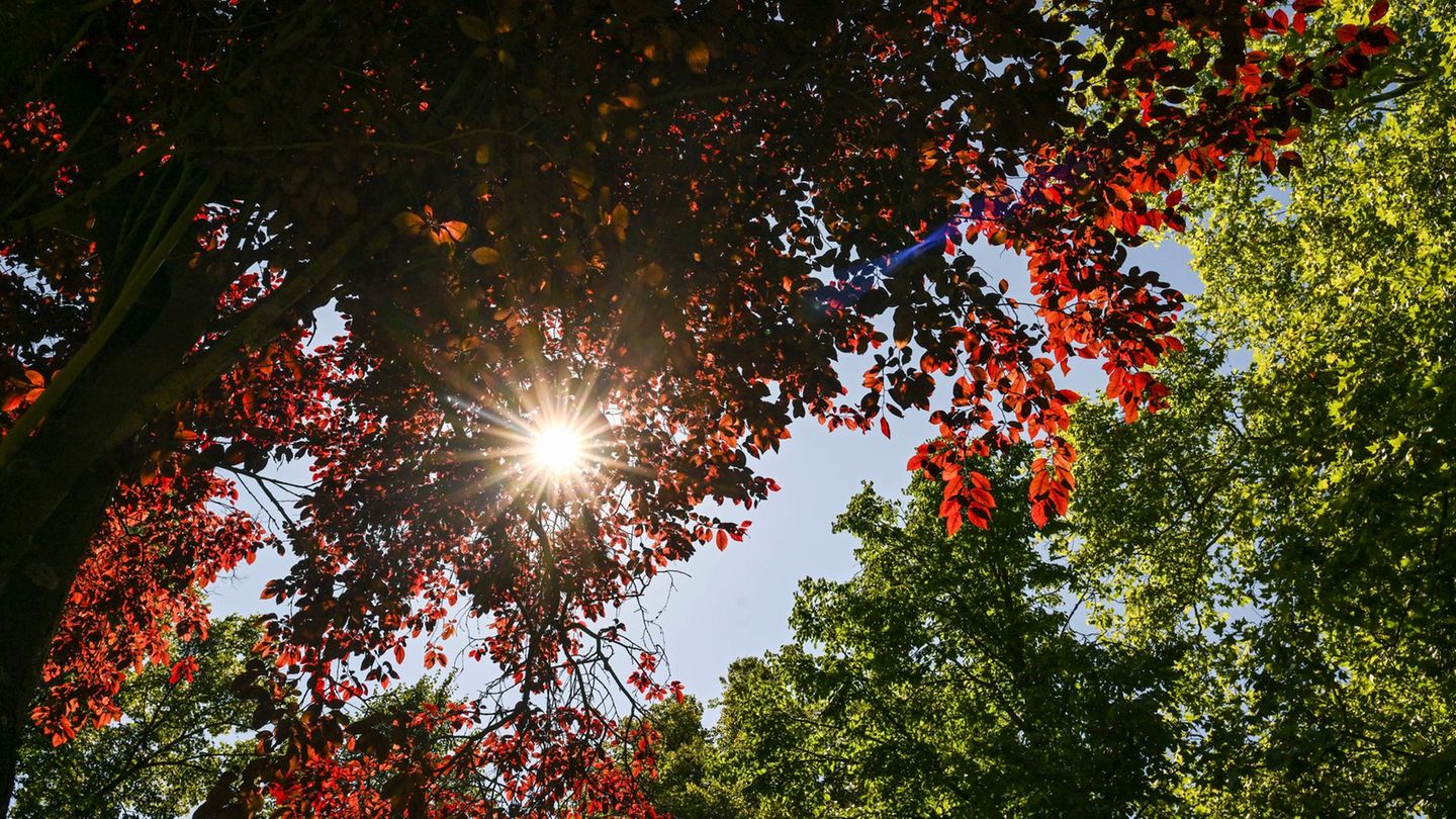 Herbstlich sonniges Wetter in Berlin und Brandenburg (Symbolbild). Foto: Jens Kalaene/dpa