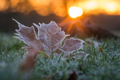 In Sachsen, Thüringen und Sachsen-Anhalt könnte es in der nächsten Woche Bodenfrost geben. (Symbolbild) Foto: Candy Welz/dpa-Zen