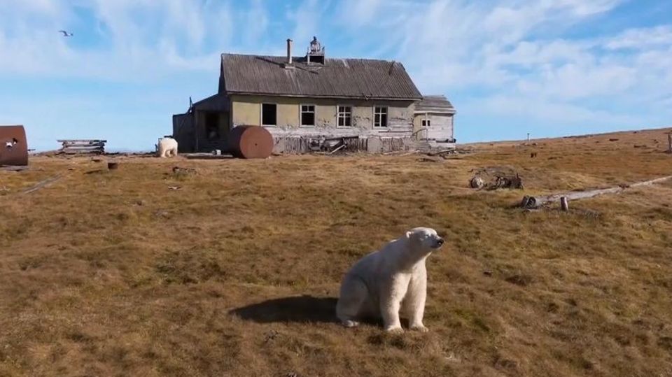 Eisbären besetzen verlassenes Haus auf russischer Insel