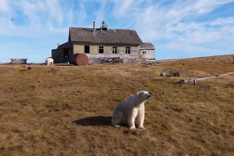 Eisbären besetzen verlassenes Haus auf russischer Insel