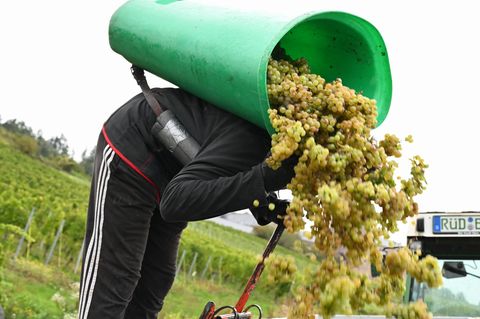 Von Baden bis zum Rheingau ist die Weinlese schon beendet. Foto: Arne Dedert/dpa