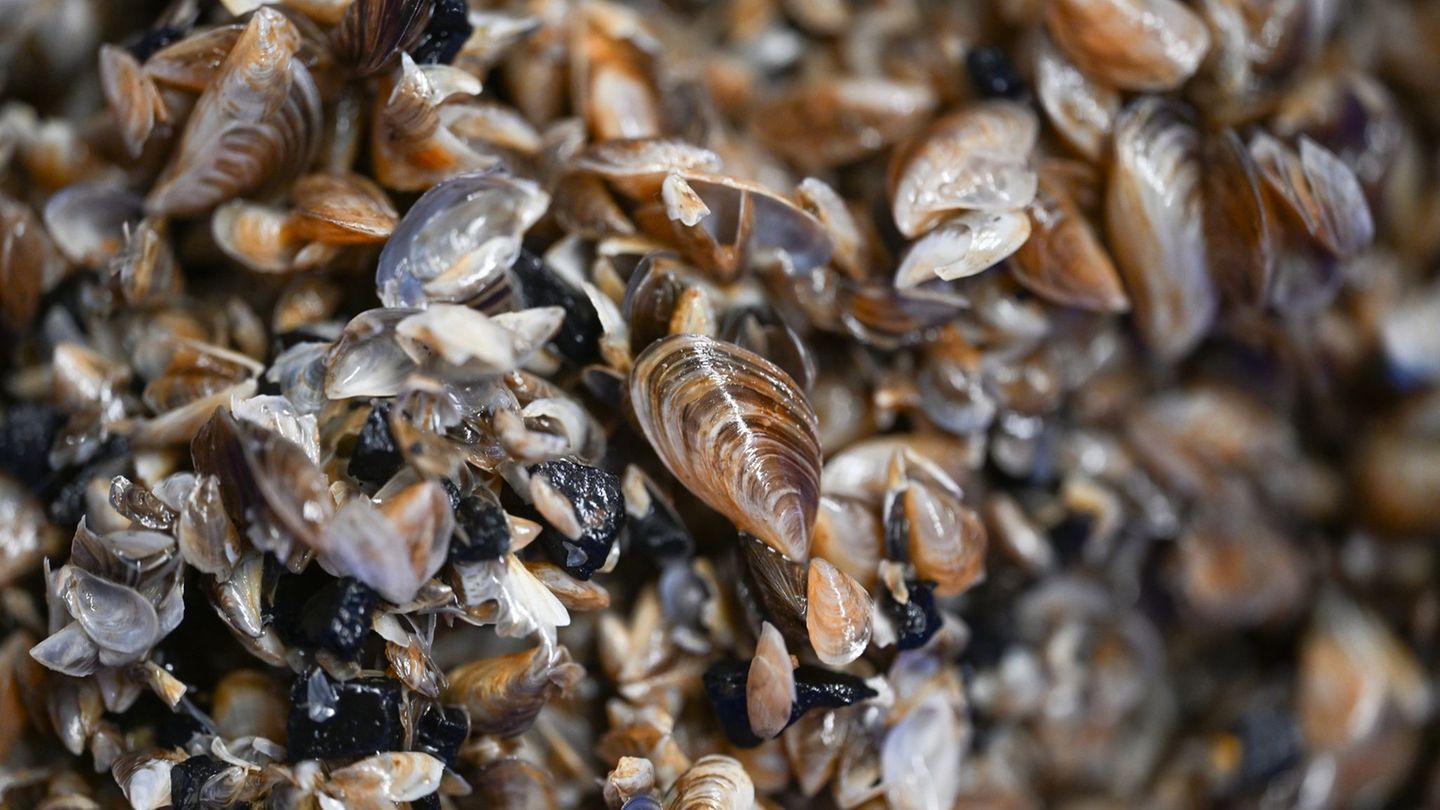 Die kleinen Muscheln entwickeln sich zum Problemfall. (Archivbild) Foto: Felix Kästle/dpa