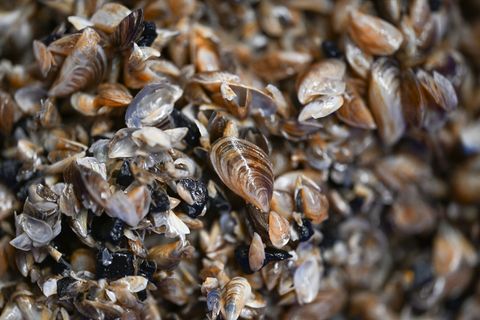 Die kleinen Muscheln entwickeln sich zum Problemfall. (Archivbild) Foto: Felix Kästle/dpa