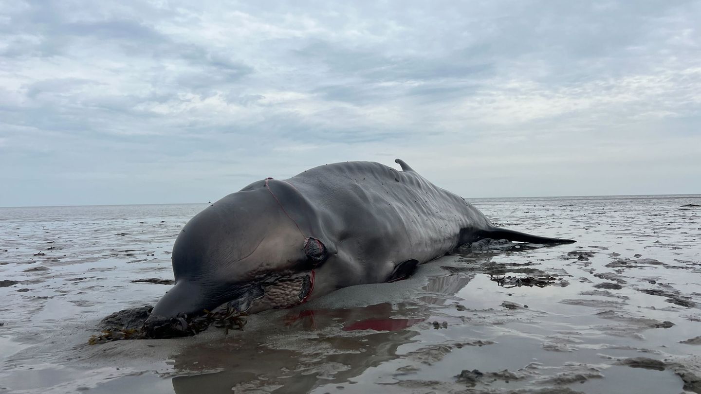 Der Kadaver des auf Sylt erschossenen Wals war an das Institut für Terrestrische und Aquatische Wildtierforschung (ITAW) in Büsu