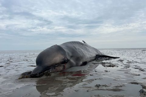 Der Kadaver des auf Sylt erschossenen Wals war an das Institut für Terrestrische und Aquatische Wildtierforschung (ITAW) in Büsu