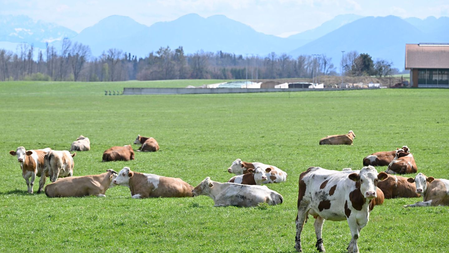 Agriculture: record prices for beef – steak becomes luxury goods
