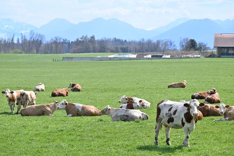 Auch auf Bayerns Weiden werden Rinder seltener. Das "Alpenfleckvieh" - so der offizielle Name - ist ein sogenanntes Doppelnutzun