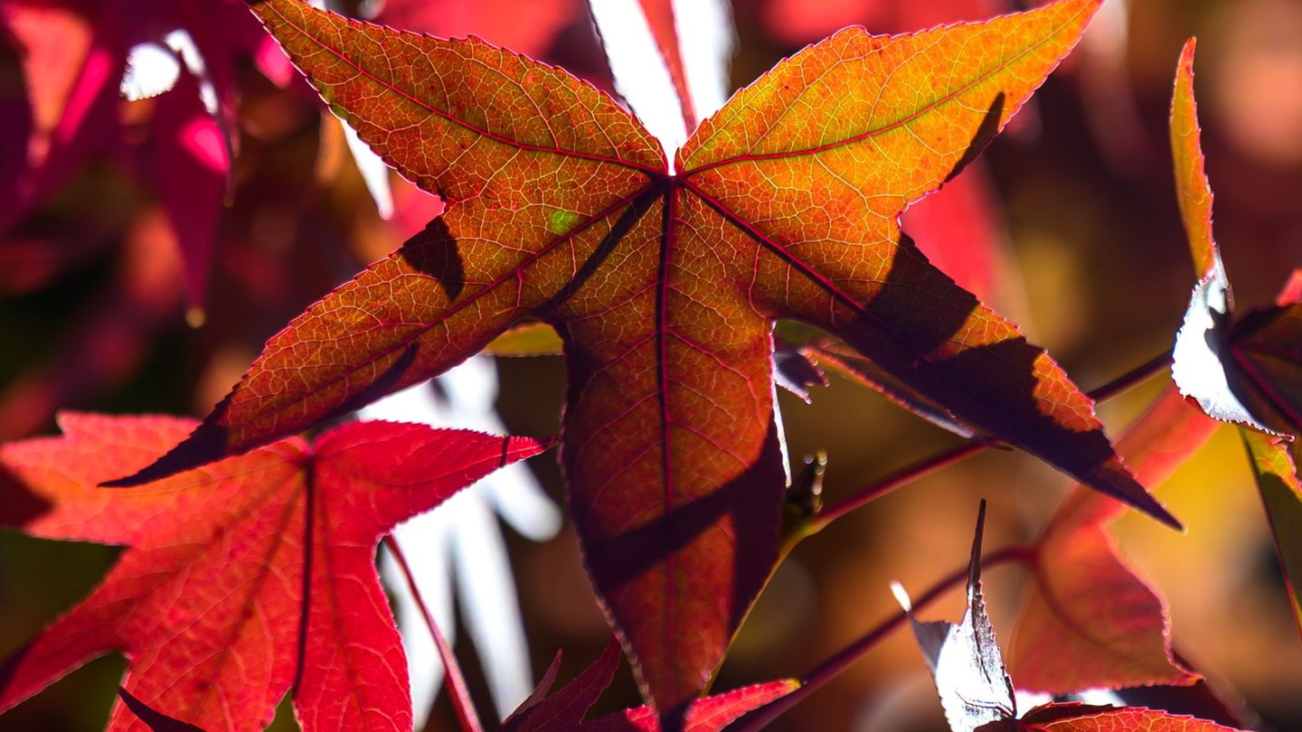 Herbstlich kühl wird es in Thüringen, Sachsen und Sachsen-Anhalt. (Symbolbild) Foto: Hendrik Schmidt/dpa