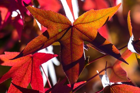 Herbstlich kühl wird es in Thüringen, Sachsen und Sachsen-Anhalt. (Symbolbild) Foto: Hendrik Schmidt/dpa