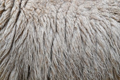 Im Landkreis Harburg verbrannte ein Mann Schafwolle - und muss mit einer hohen Strafe rechnen. (Symbolbild) Foto: Patrick Pleul/