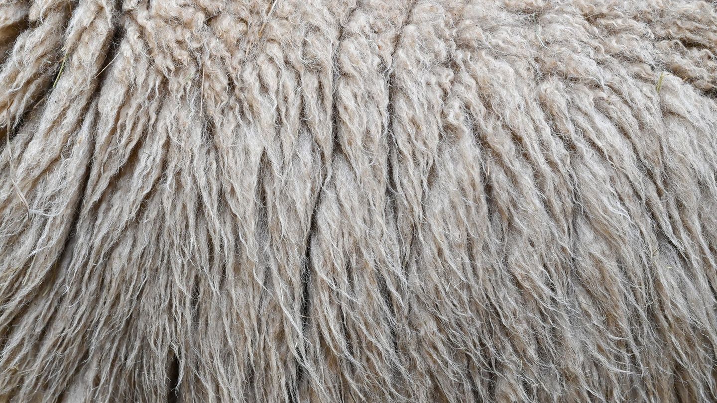 Im Landkreis Harburg verbrannte ein Mann Schafwolle - und muss mit einer hohen Strafe rechnen. (Symbolbild) Foto: Patrick Pleul/