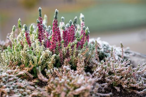 In der kommenden Woche könnte es verbreitet zu Bodenfrost kommen. (Symbolbild) Foto: Daniel Vogl/dpa