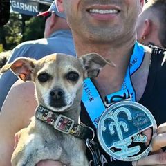 Sportlicher Hund: Chihuahua-Mischling bricht Marathon-Rekord
