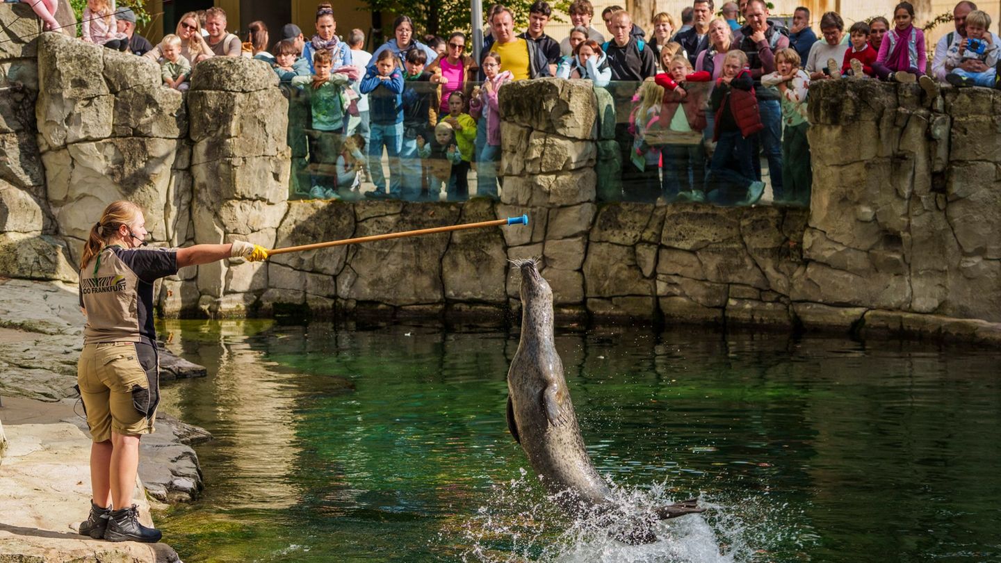 Spektakel für Besucher: Der Zoo Frankfurt gewährt an seinem "Zootag" besondere Einblicke in seinen Betrieb. Foto: Andreas Arnold