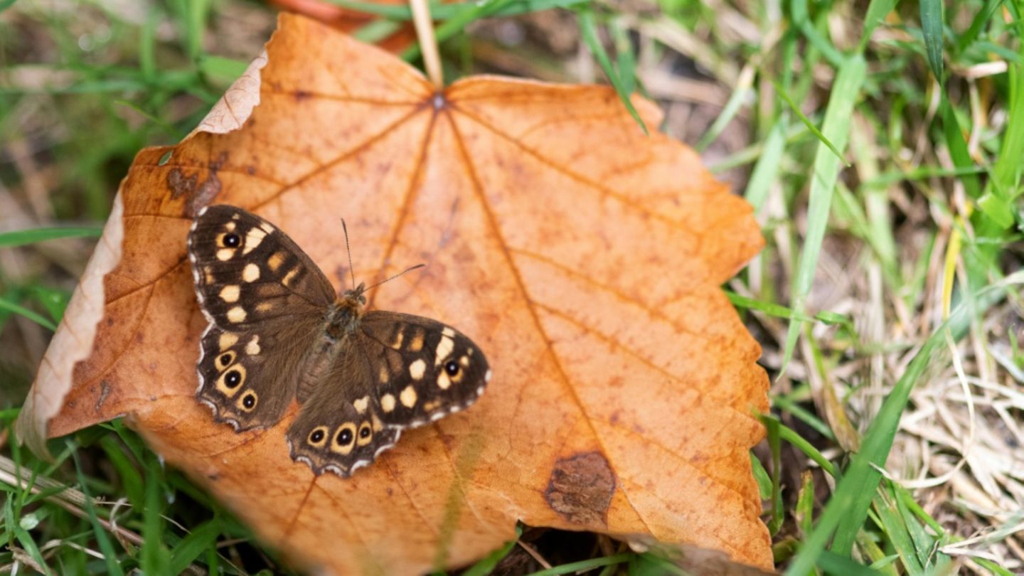 Schmetterling auf herabgefallenem Blatt
