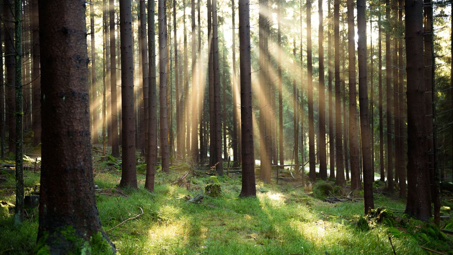 Die Umweltagentur EEA zeigt auf, wie es um die europäische Natur bestellt ist. (Illustration) Foto: Nicolas Armer/dpa/dpa-tmn