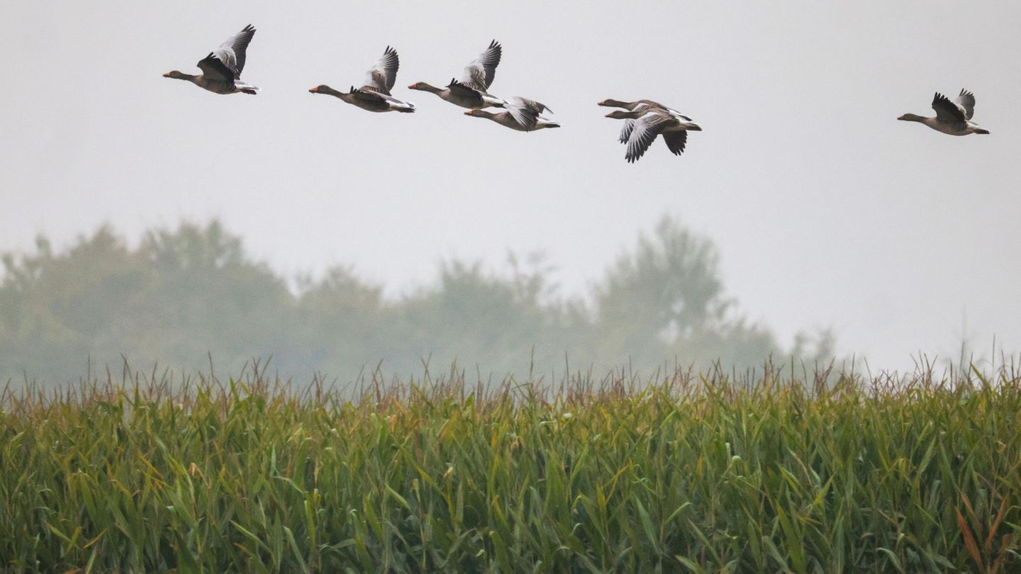 In der kommenden Woche kann es laut DWD wieder regnen. Foto: Thomas Warnack/dpa