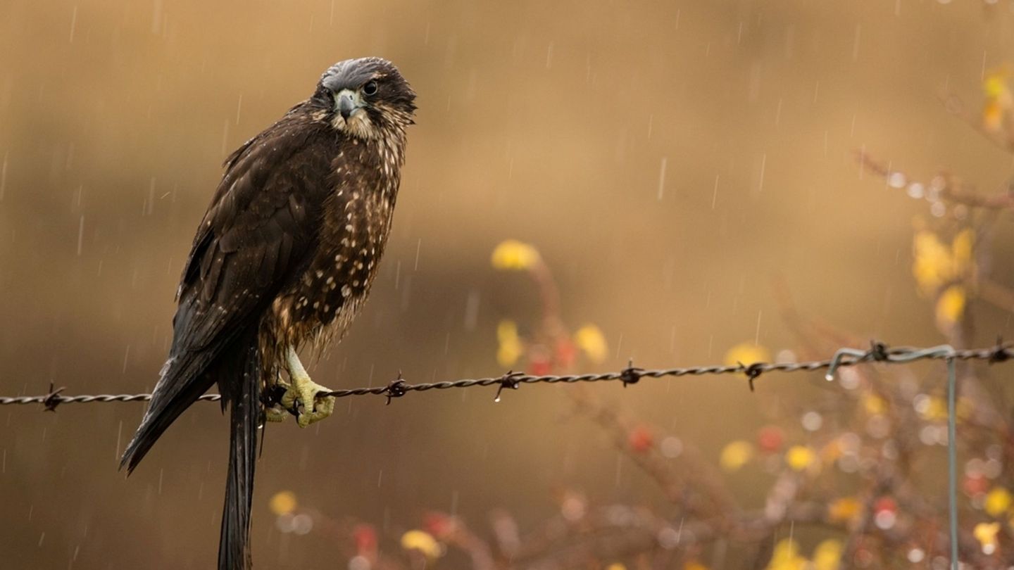 Der Karearea holte sich zum 20. Jubiläum der Abstimmung den ersten Platz. Foto: Craig McKenzie/Forest and Bird/dpa