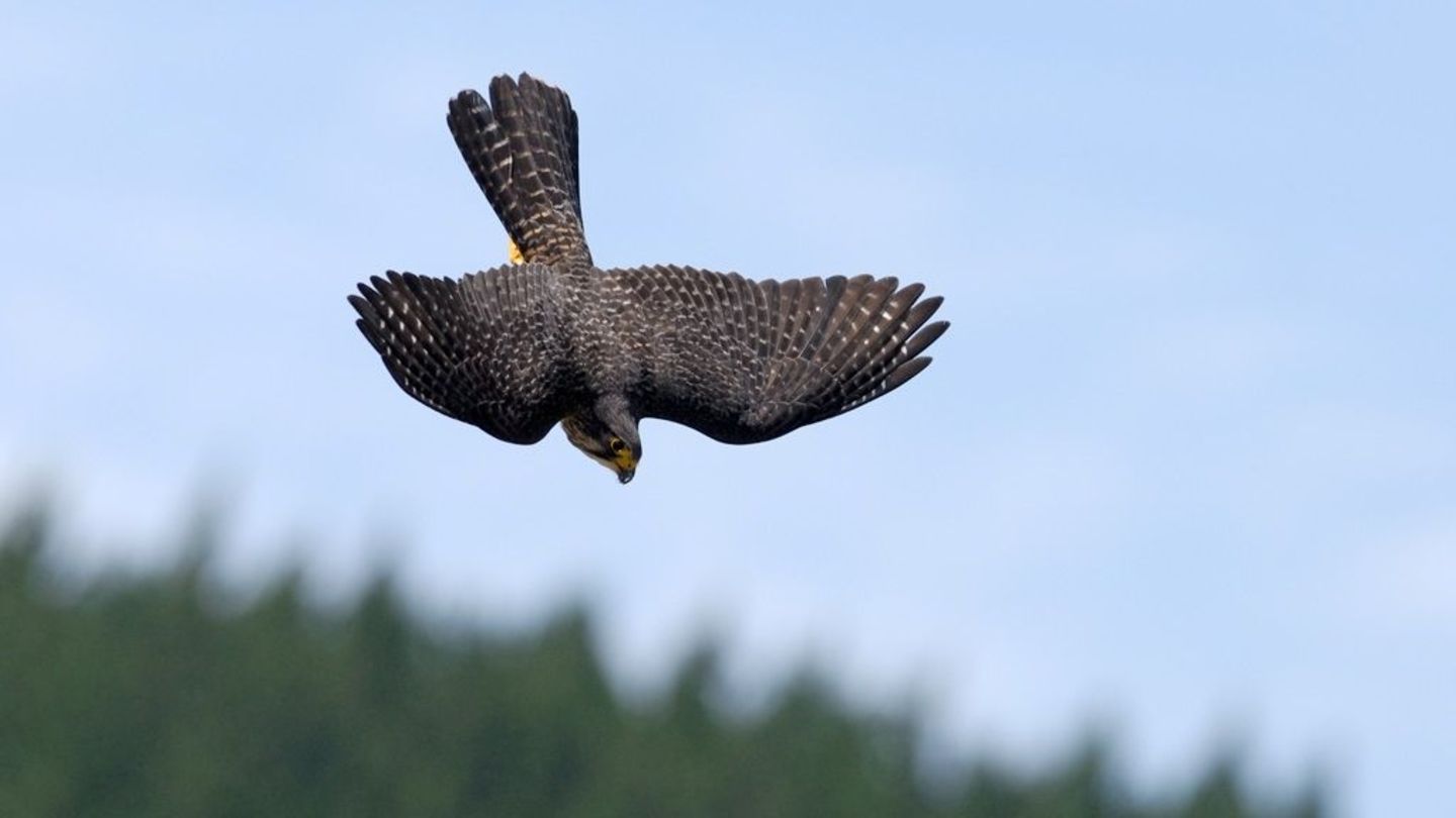 Wellington, Neuseeland. Mit bis zu 200 Stundenkilometern stürzt er sich sonst auf seine Beute, diesmal jagte er zur Spitze einer ungewöhnlichen Wahl: Der Karearea, Neuseelands einziger Falke, ist zum diesjährigen Vogel des Jahres in dem Pazifikstaat gekürt worden. Der faszinierende Vogel – mit wissenschaftlichem Namen Falco novaeseelandiae – gilt als gefährdet, insbesondere durch Lebensraumverlust und eingeschleppte Raubtiere. Der Bestand wird heute auf 5000 bis 8000 Exemplare geschätzt