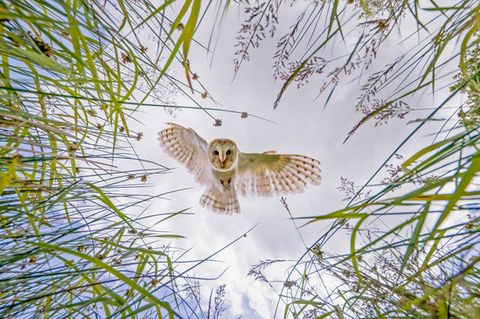 Jagende Schleiereule