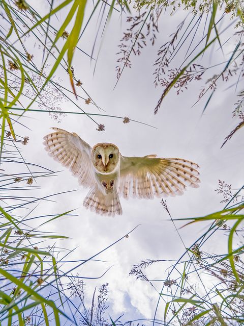 Jagende Schleiereule