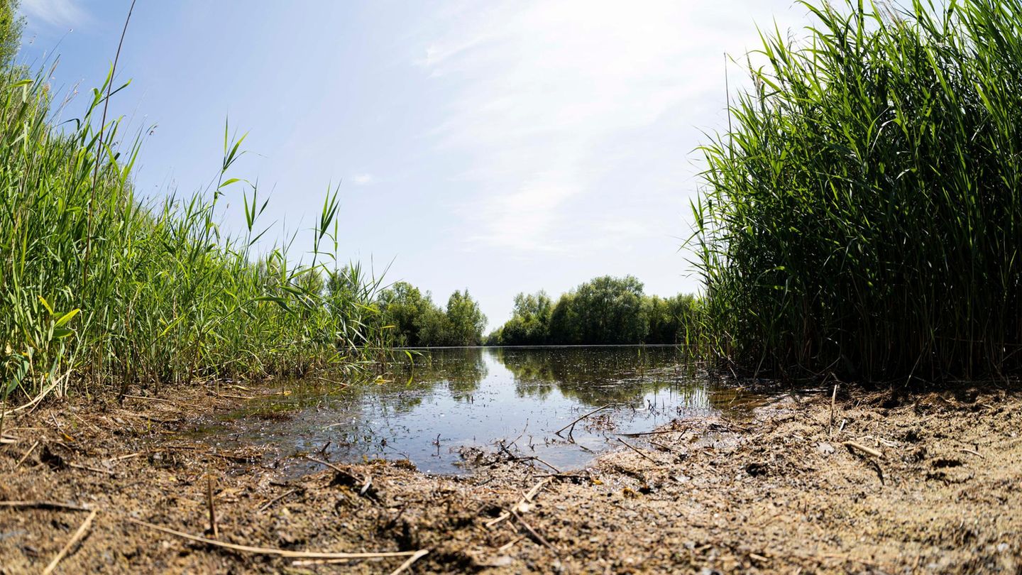 Der See beim Badestrand Diethe-Langern im Landkreis Nienburg hat eine schlechte Wasserqualität