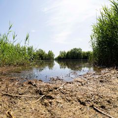 Der See beim Badestrand Diethe-Langern im Landkreis Nienburg hat eine schlechte Wasserqualität