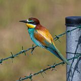 Seltene Vögel: Bienenfresser