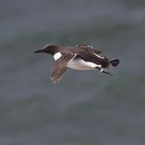 Seltene Vögel: Trottellumme