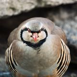 Seltene Vögel: Steinhuhn