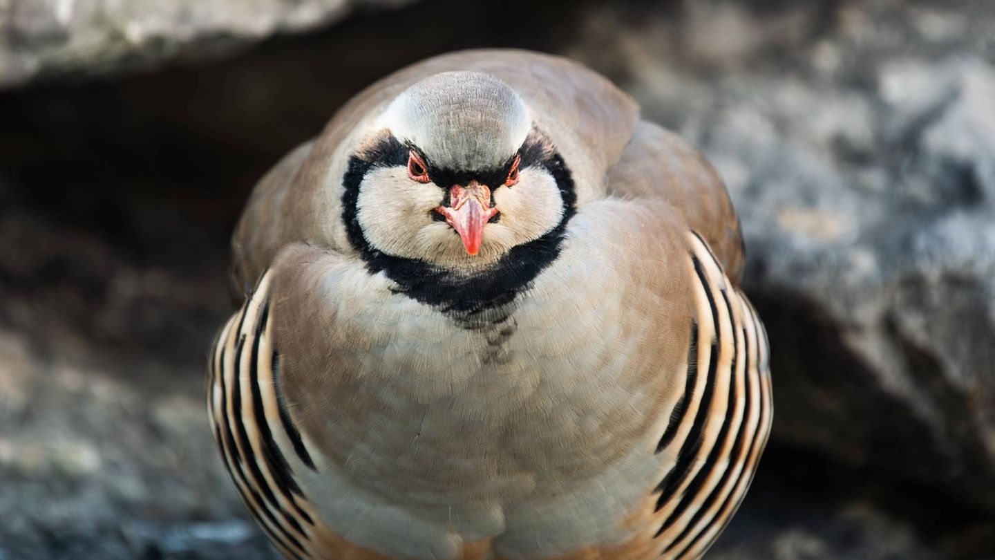 Seltene Vögel: Steinhuhn