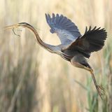 Seltene Vögel: Purpurreiher
