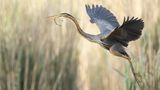 Seltene Vögel: Purpurreiher