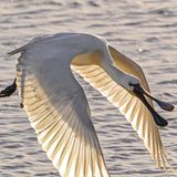 Seltene Vögel: Löffler