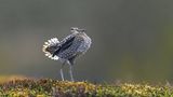 Seltene Vögel: Bekassine