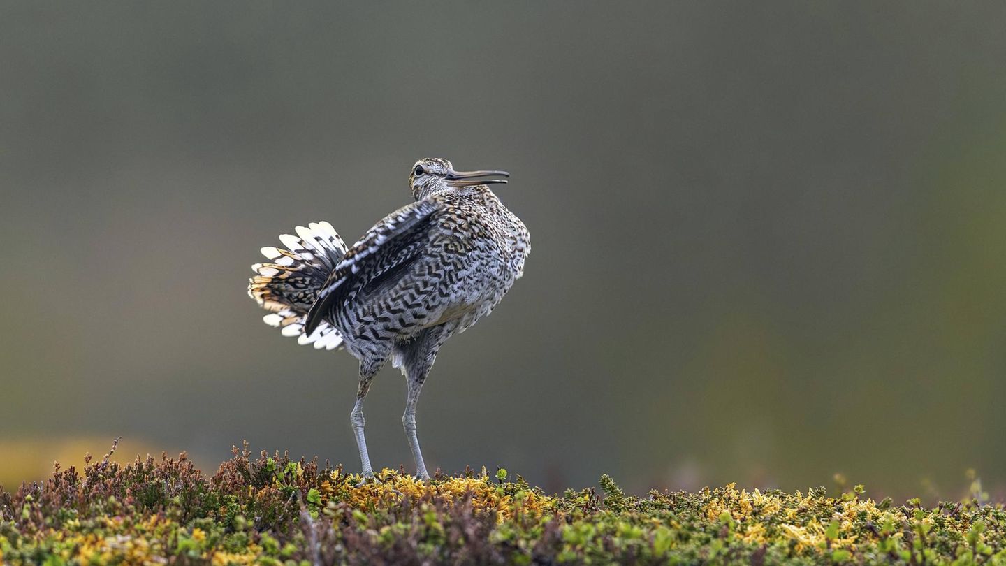 Seltene Vögel: Bekassine