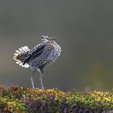 Seltene Vögel: Bekassine