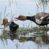 Seltene Vögel: Knäkente