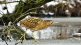 Seltene Vögel: Rohrdommel