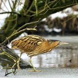 Seltene Vögel: Rohrdommel