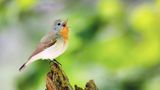 Seltene Vögel: Zwergschnäpper