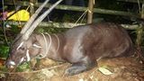 Artensterben: Saola