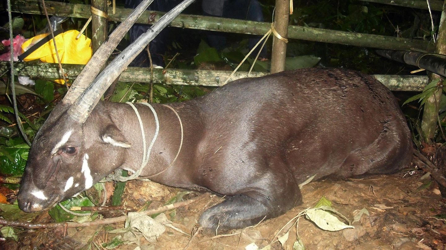 Artensterben: Saola Artensterben: Saola