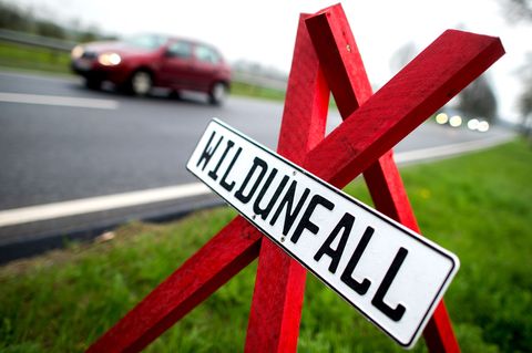 Ein Warnschild an der Stelle eines Wildunfalls in Deutschland. (Symbolbild) Foto: Hauke-Christian Dittrich/dpa