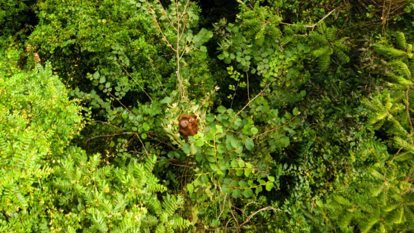 Affe gesucht
